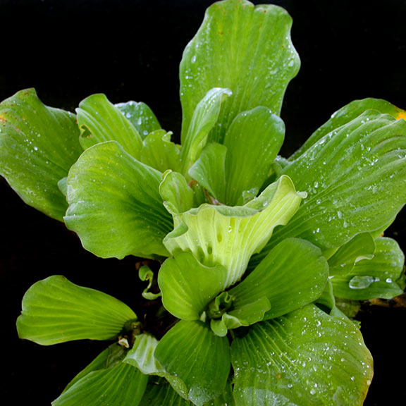 Water Lettuce Floating Pond Plant Plants for Ponds
