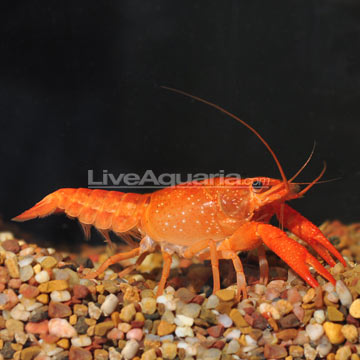 Sunburst Fire Lobster