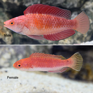 Redfin Wrasse