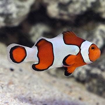 Fancy Ocellaris Clownfish, Captive-Bred ORA®