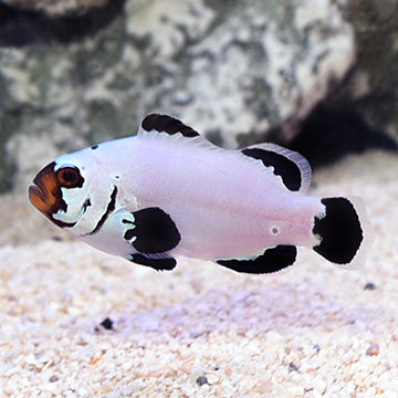Frostbite Clownfish, Captive-Bred