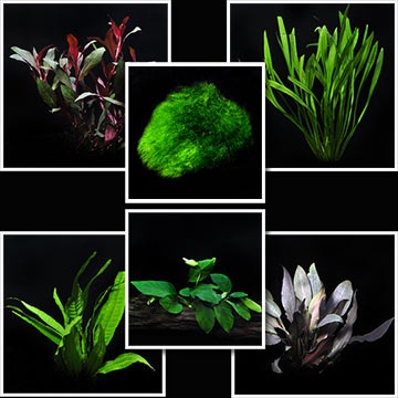 Aquatic Life Pack - 26 Gallon Freshwater Plant