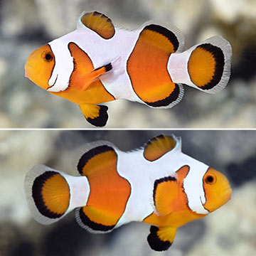 Davinci Clownfish, Captive-Bred