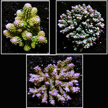Bright Color Tongan Acropora 3 Pack