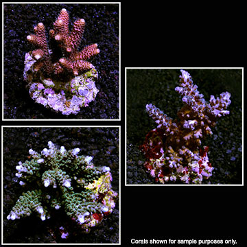 Maricultured SPS 3 Pack