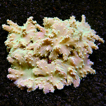 Cabbage Leather Coral