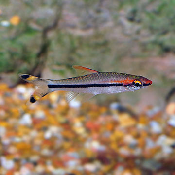 Denison Barb Denison Barb