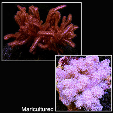 Cauliflower Colt Coral