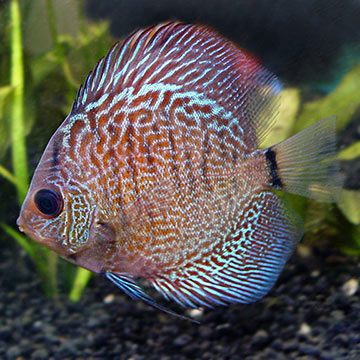 Snakeskin Discus
