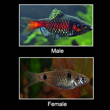 Odessa Barb