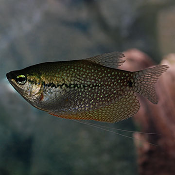 Pearl Gourami