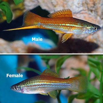 Assorted Swordtail