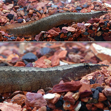 Zig Zag Yellow Tail Eel