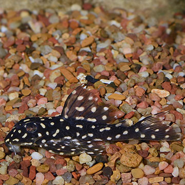 Snowball (L-102) Plecostomus