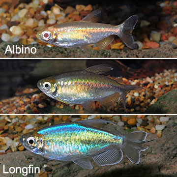 Congo Tetra