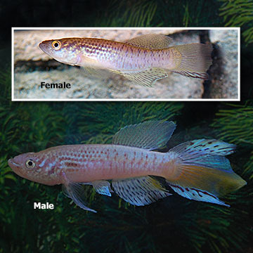 Blue Gularis Killifish