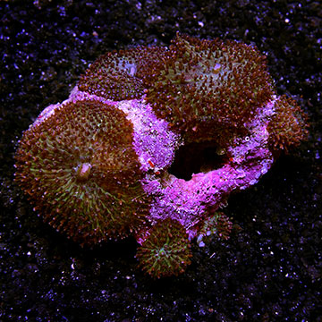 Frilly Bounced Mushroom Coral