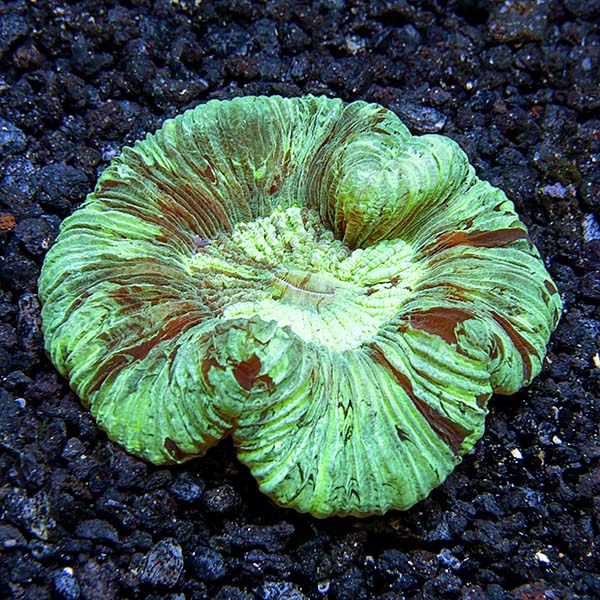 Wellso Folded Brain Coral