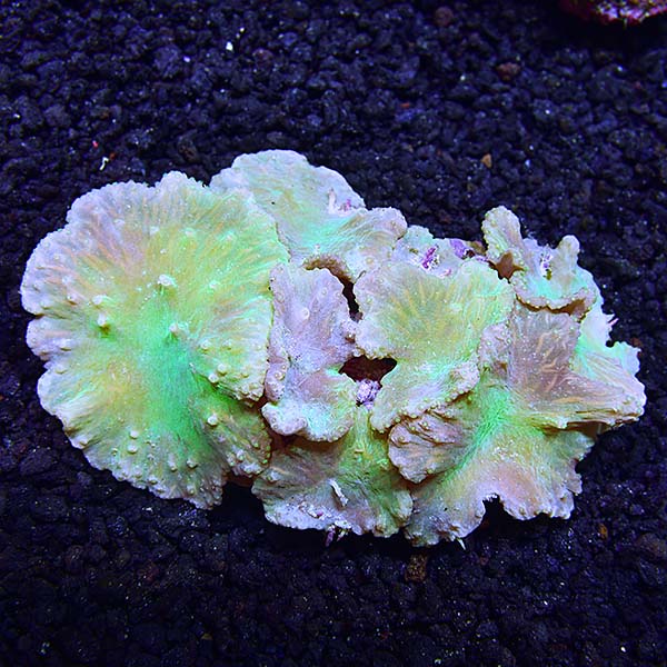 Cabbage Leather Coral Cabbage Leather Coral