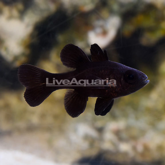 Black Cardinalfish 