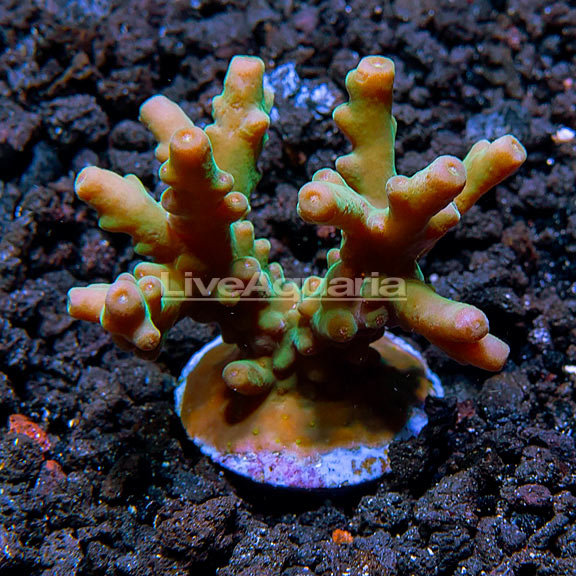 Micronesian Assorted Welcome SPS Coral Frag 5 Pack, Aquacultured ORA® Micronesian Assorted Welcome SPS Coral Frag 5 Pack, Aquacultured ORA®