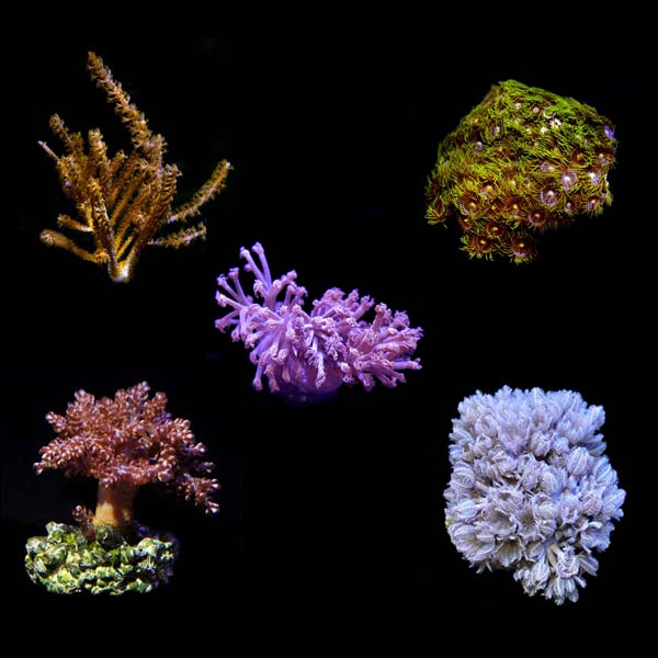 Assorted Soft Coral 5 Pack, Aquacultured ORA® Assorted Soft Coral 5 Pack, Aquacultured ORA®