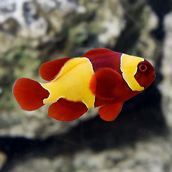 Premium Goldflake Maroon Clownfish, Captive-Bred ORA® Premium Goldflake Maroon Clownfish, Captive-Bred ORA®
