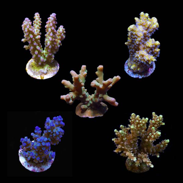 ORA® Aquacultured Assorted Micronesian Welcome SPS Coral Frag 5 Pack ORA® Aquacultured Assorted Micronesian Welcome SPS Coral Frag 5 Pack