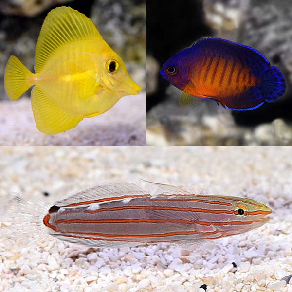 Biota Premium Marine Fish Pack (Captive-Bred) Biota Premium Marine Fish Pack (Captive-Bred)