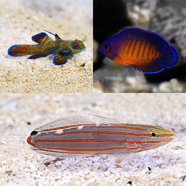 Biota Premium Marine Fish Pack (Captive-Bred) Biota Premium Marine Fish Pack (Captive-Bred)