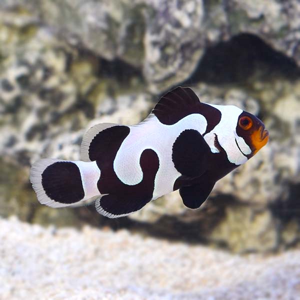 Wide-Bar Black Gladiator Clownfish, Captive-Bred Wide-Bar Black Gladiator Clownfish, Captive-Bred