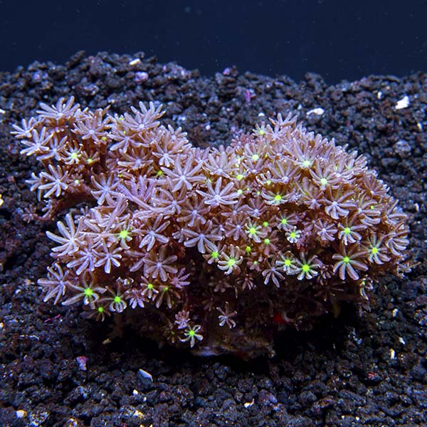 Jasmine Polyp Rock Jasmine Polyp Rock