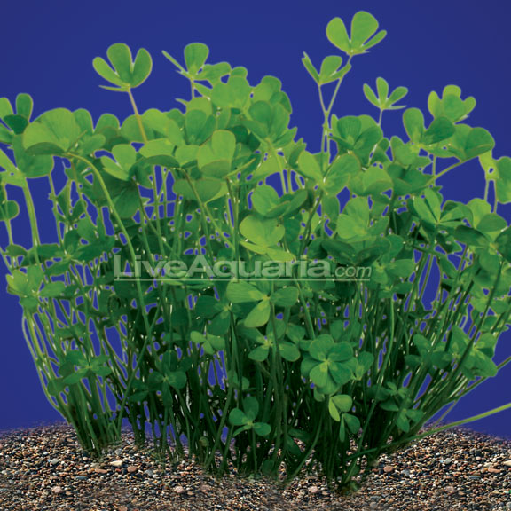 free four leaf clover tattoos Four Leaf Clover Outline Clipart. free four leaf clover tattoos