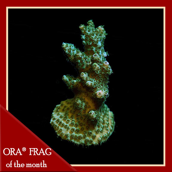 Green Planet Acropora Coral, Aquacultured ORA® Green Planet Acropora Coral, Aquacultured ORA®