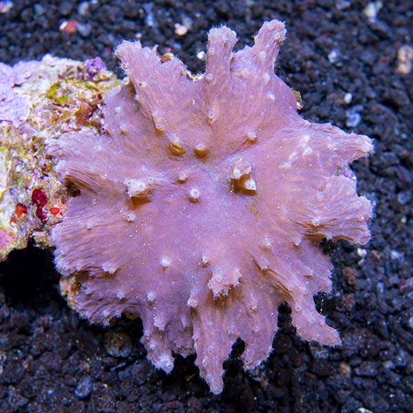 Cabbage Leather Coral Cabbage Leather Coral