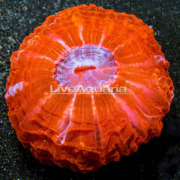 Button Coral, Cynarina