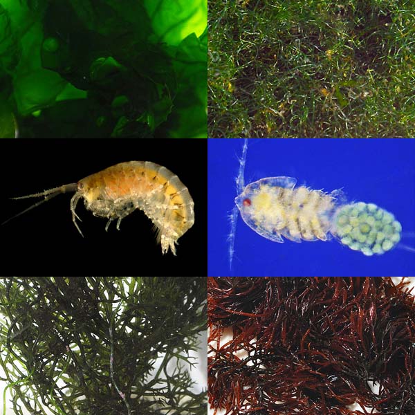 Refugium Starter Kit Refugium Starter Kit