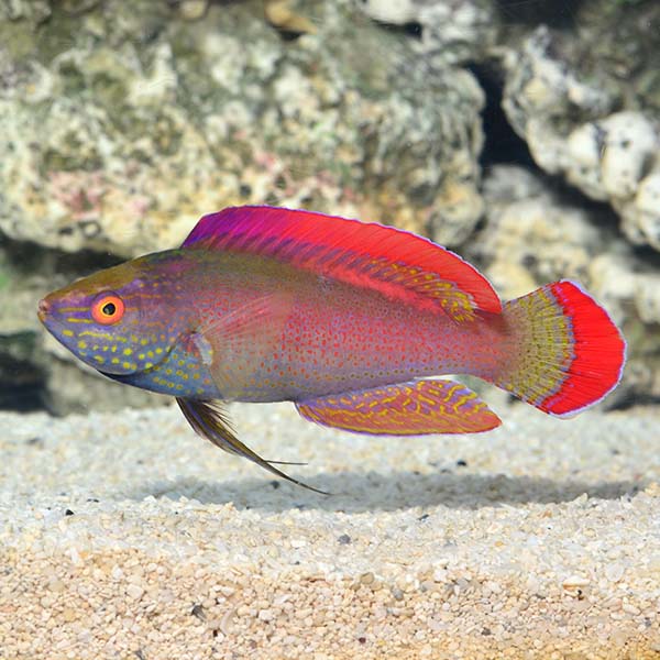 Pink Margin Fairy Wrasse Pink Margin Fairy Wrasse