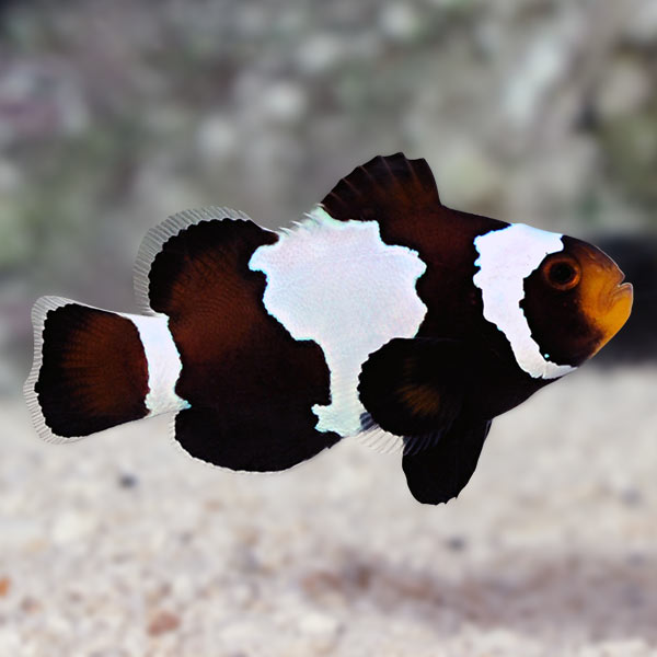 Black Snowflake Clownfish, Captive-Bred ORA® Black Snowflake Clownfish, Captive-Bred ORA®