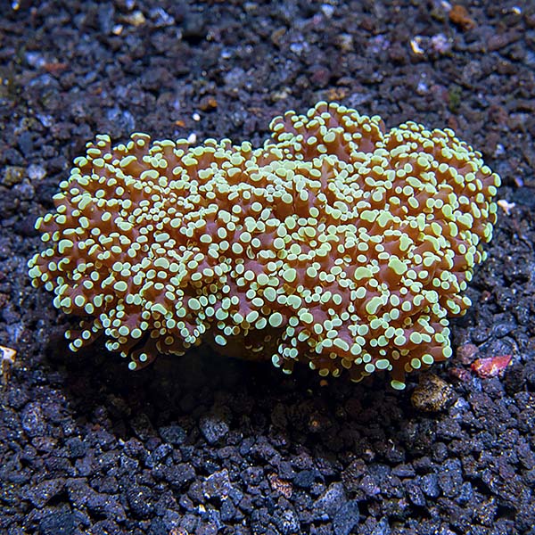 Frogspawn Coral Frogspawn Coral