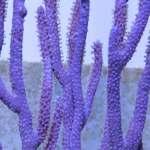 Purple Candalabra Gorgonian Purple Candalabra Gorgonian