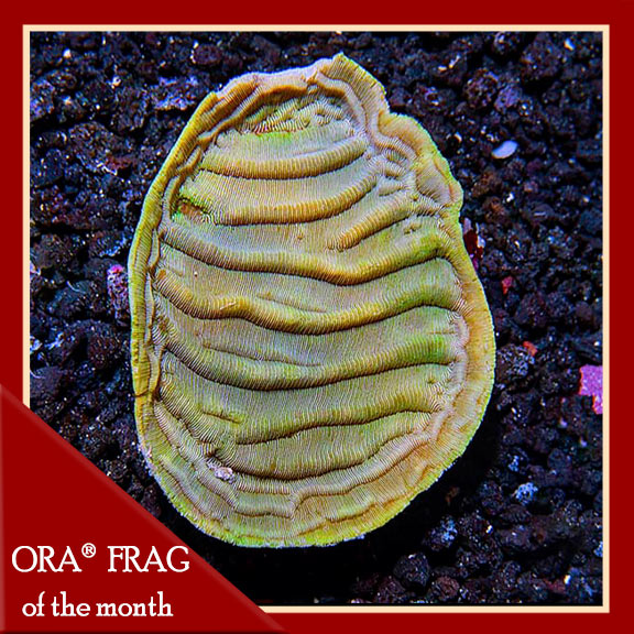 ORA® Aquacultured Elephant Skin Coral ORA® Aquacultured Elephant Skin Coral