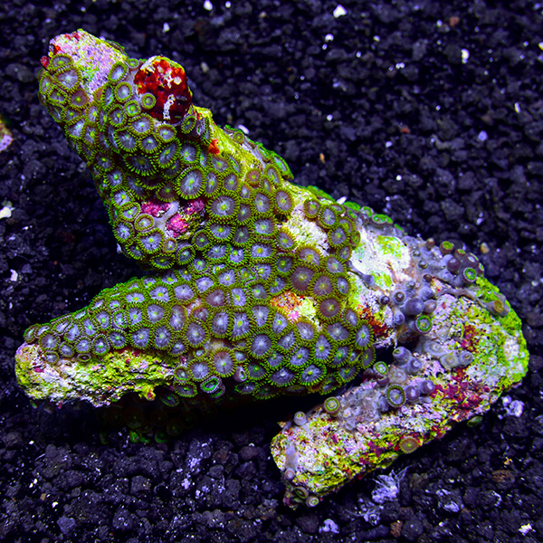 Colony Polyp, Blue & Green Colony Polyp, Blue & Green