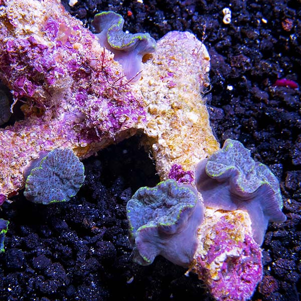 Mushroom Coral, Purple Speckled Mushroom Coral, Purple Speckled