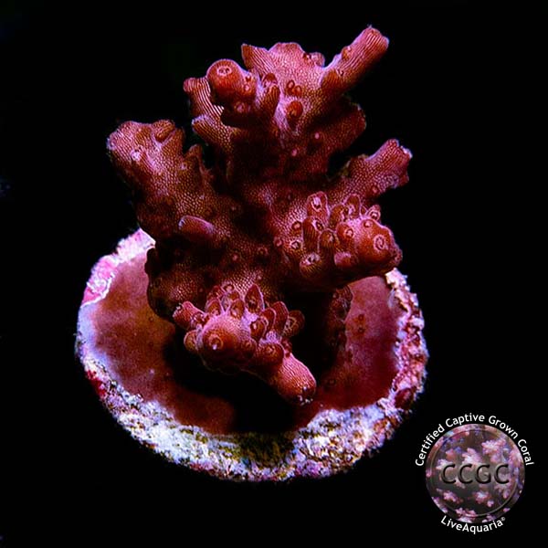 LiveAquaria® CCGC Aquacultured Original Red Shortcake Coral LiveAquaria® CCGC Aquacultured Original Red Shortcake Coral