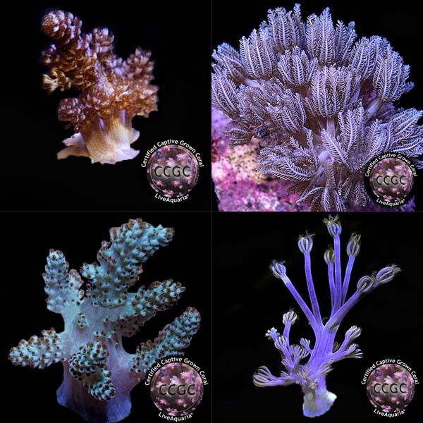 LiveAquaria® Certified Assorted Soft Coral Frag 4 Pack, Aquacultured LiveAquaria® Certified Assorted Soft Coral Frag 4 Pack, Aquacultured