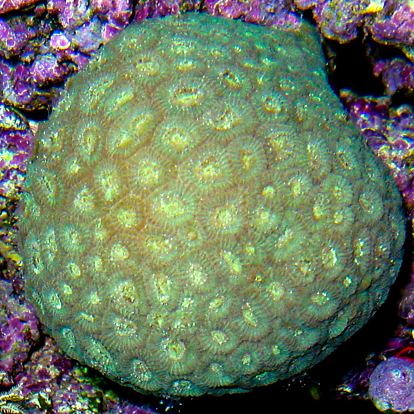 Brain Coral, Pineapple
