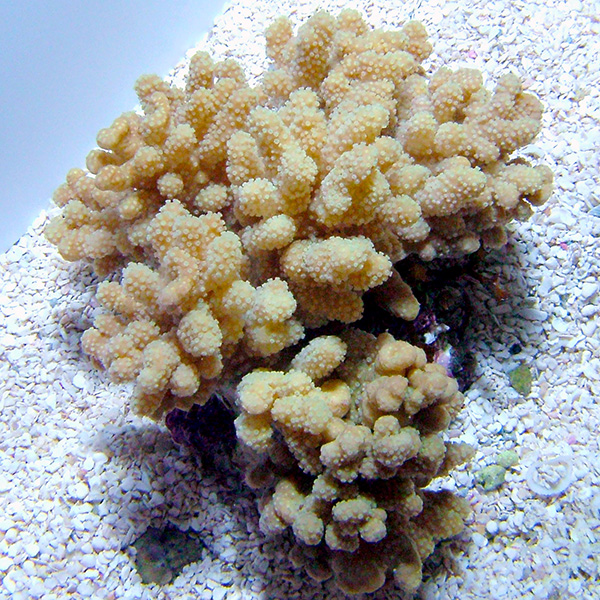 Mushroom Finger Leather Coral Mushroom Finger Leather Coral