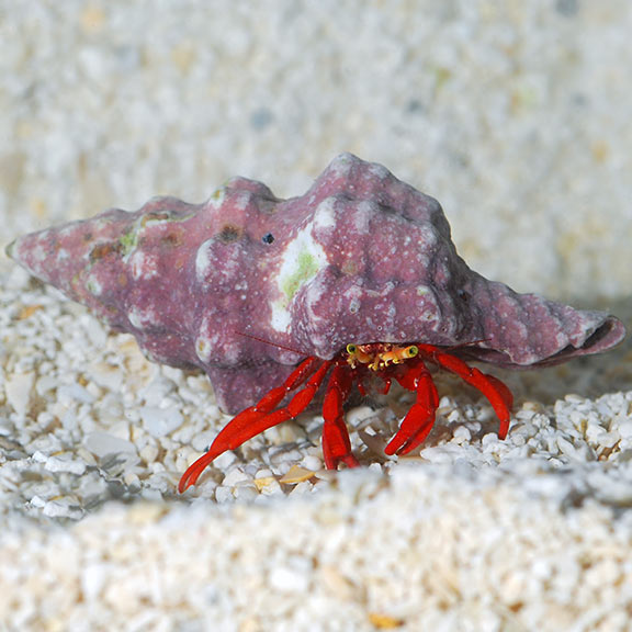 Scarlet Reef Hermit Crab Kit Component Scarlet Reef Hermit Crab Kit Component