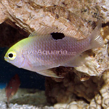 Talbot's Damselfish